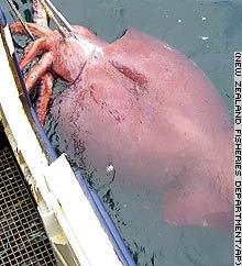 Colosssal_squid Colosssal_squid