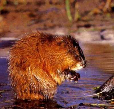Muskrat Muskrat